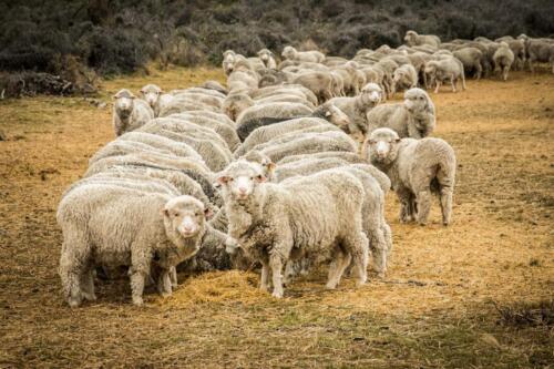 Sheep-Looking-up-